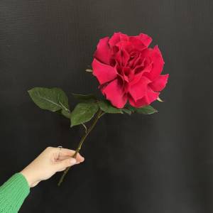 Французская роза малиновая "Гоча" поштучно