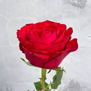 Роза красная 50 см