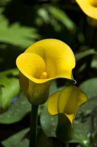 Каллы толстый ствол