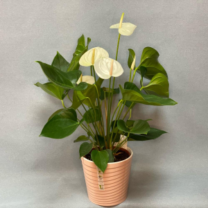 Белый Антуриум 70 см