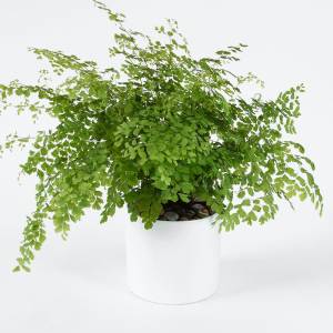 Девичий папоротник