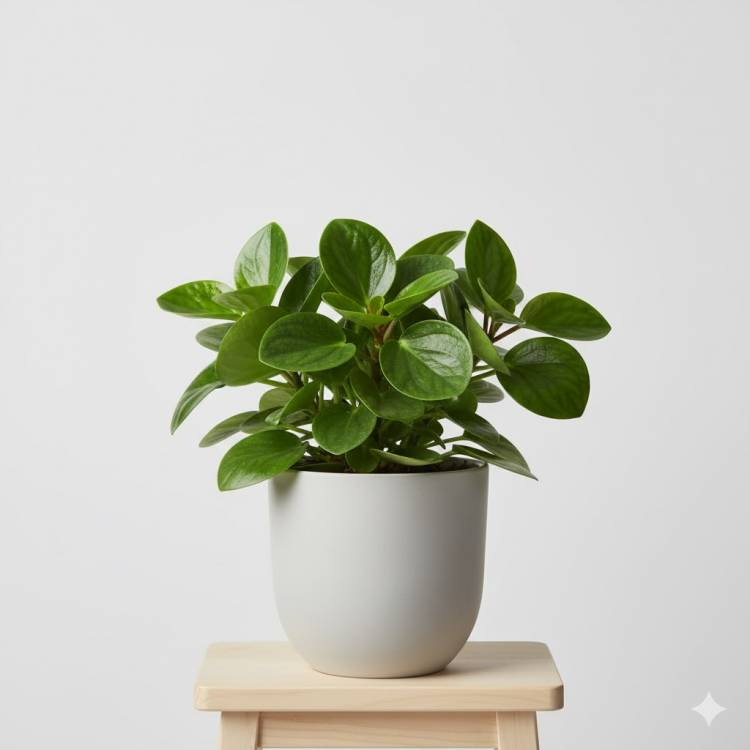 Пеперомия Пеперомия